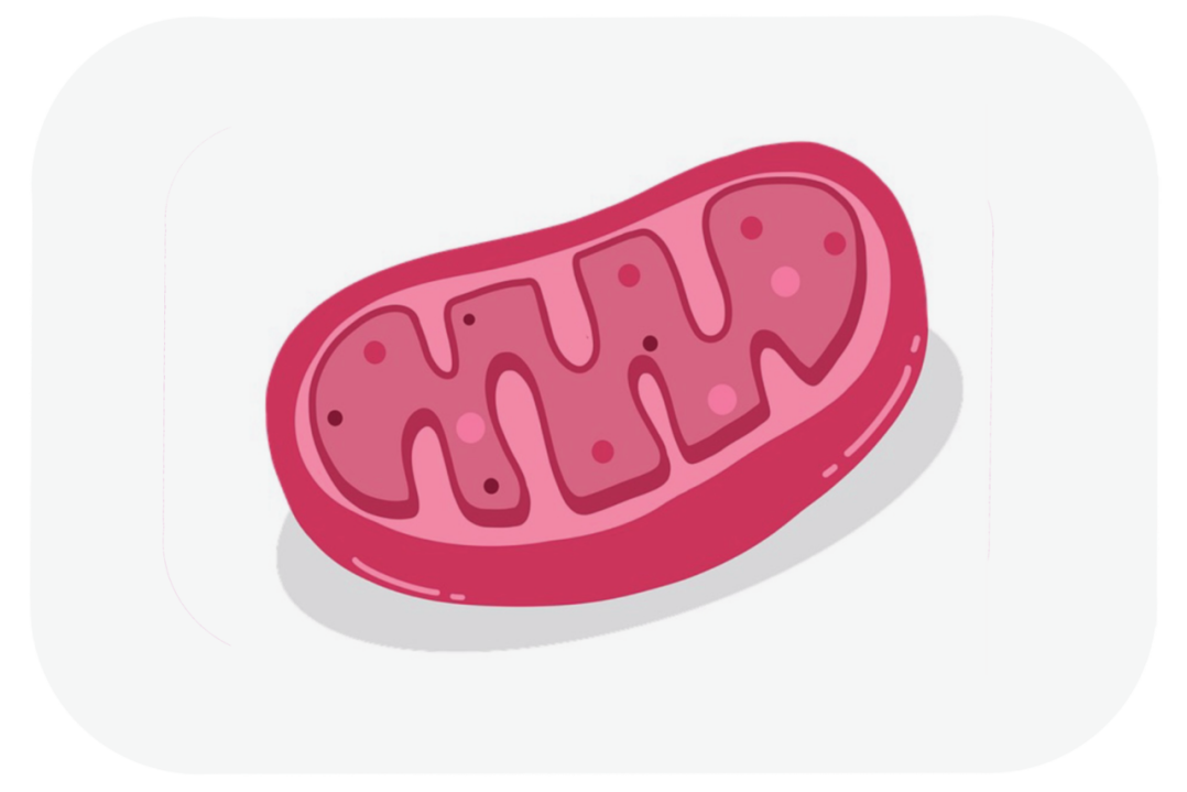 <br></i> Mitochondria and mental health