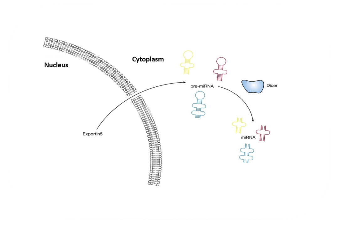 <br></i> miRNAs and Human Behavior